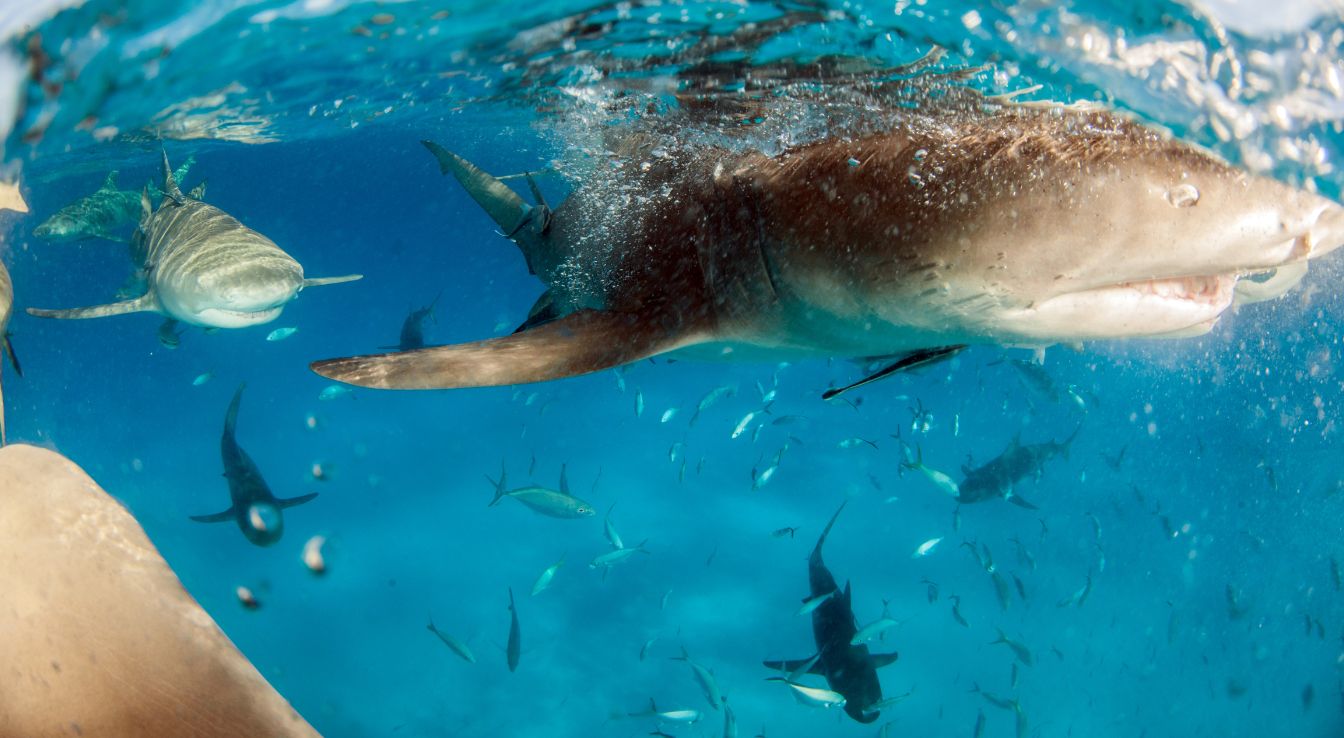 requin citron