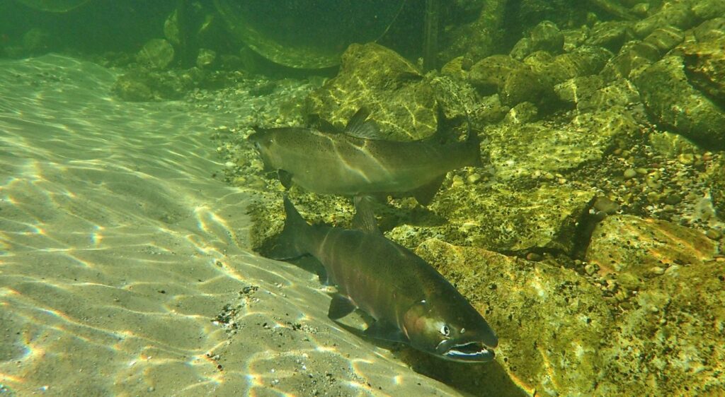 saumon chinook