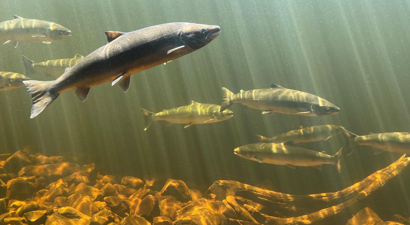 saumon chinook