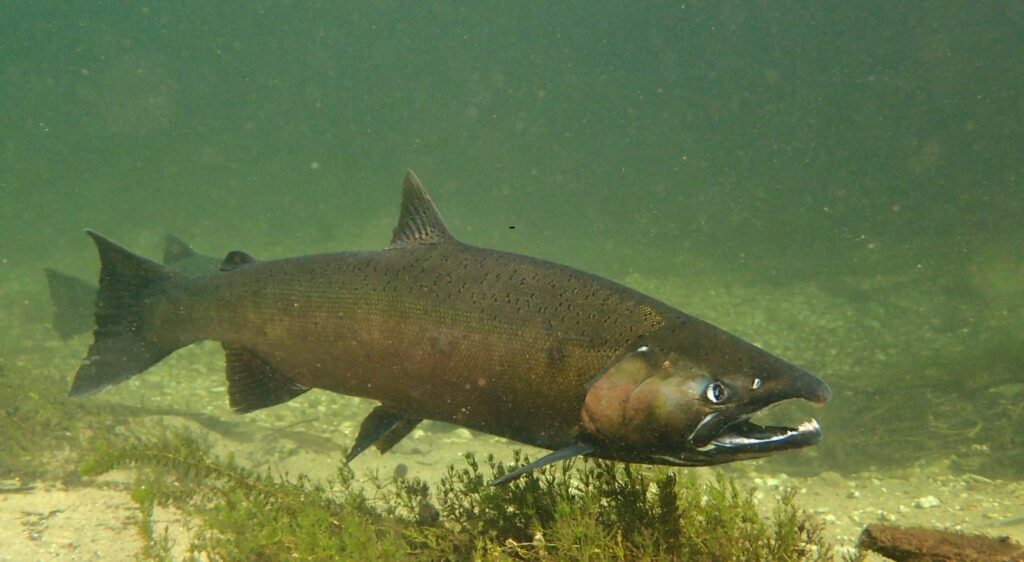 saumon chinook