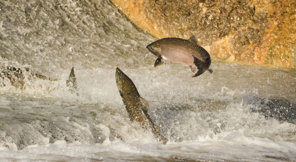 saumon chinook