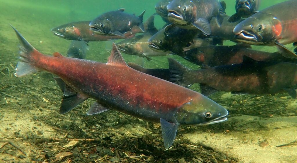 saumon coho