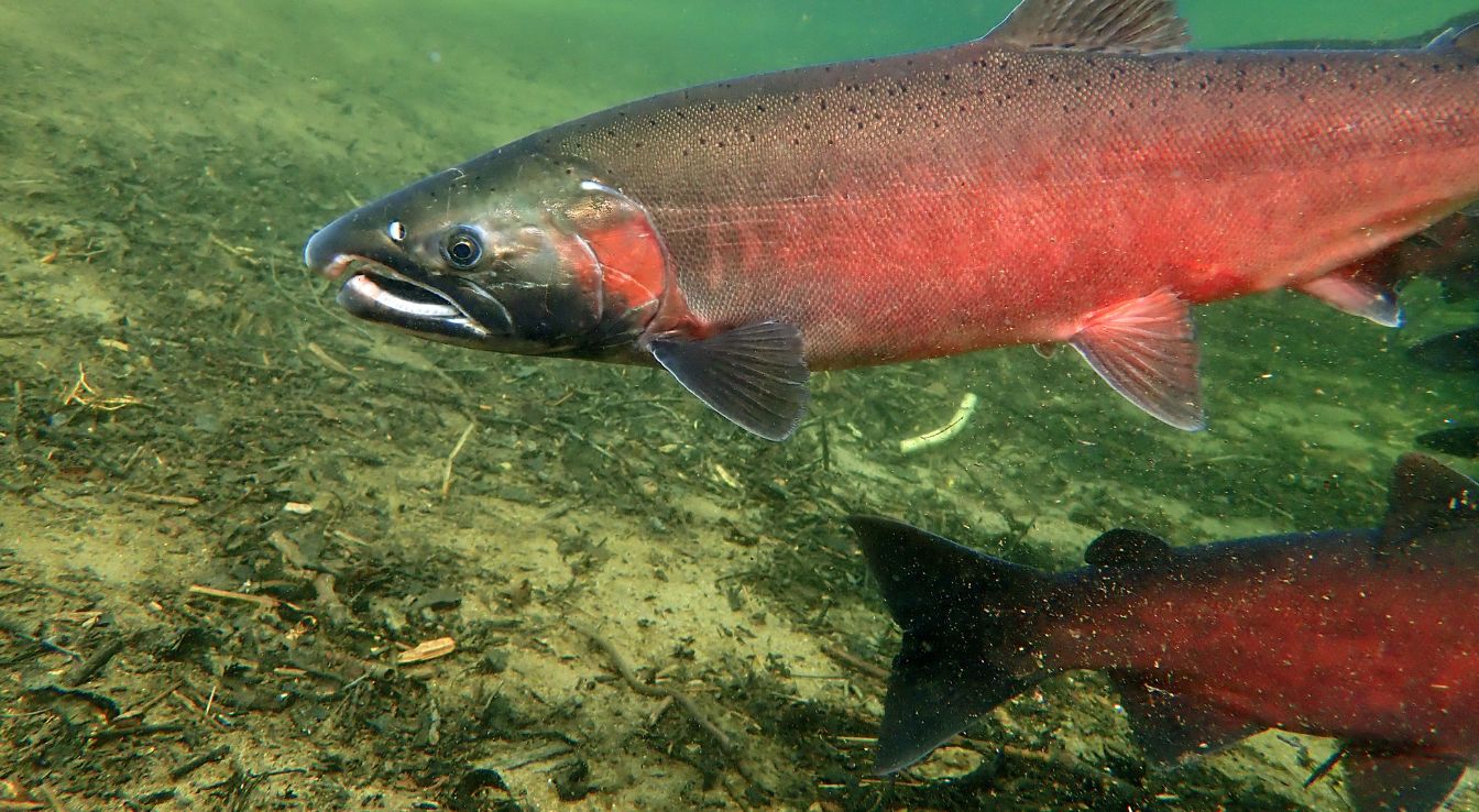 saumon coho
