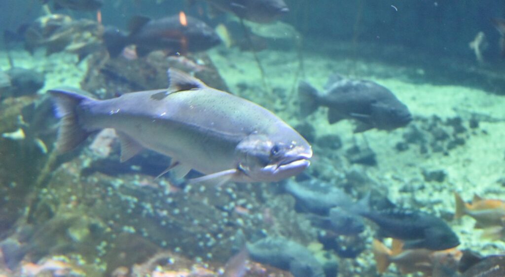 saumon coho