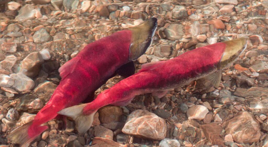 saumon sockeye
