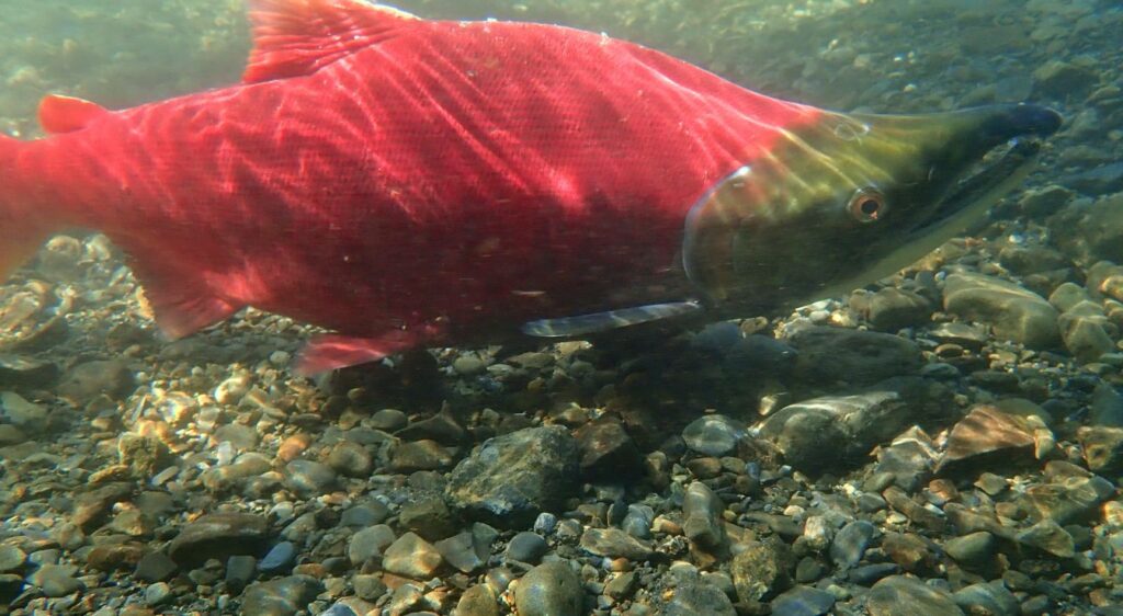 saumon sockeye