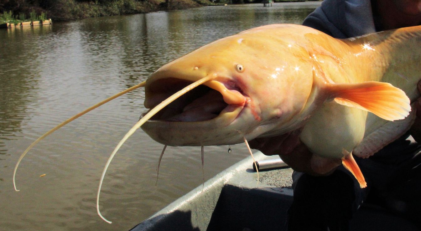 silure albinos