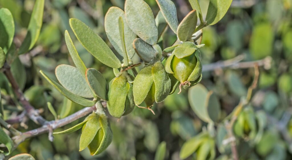 Simmondsia chinensis jojoba