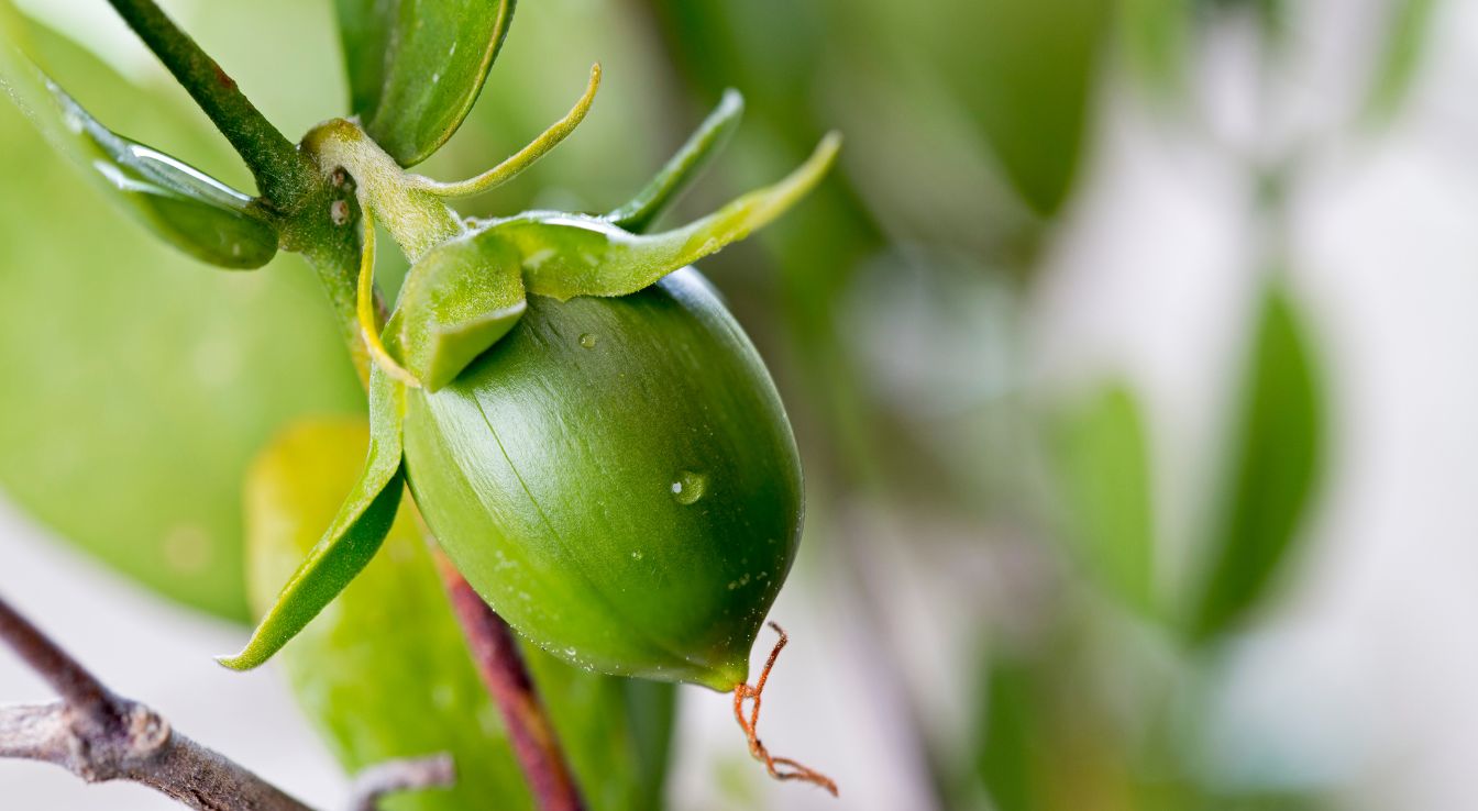 Simmondsia jojoba