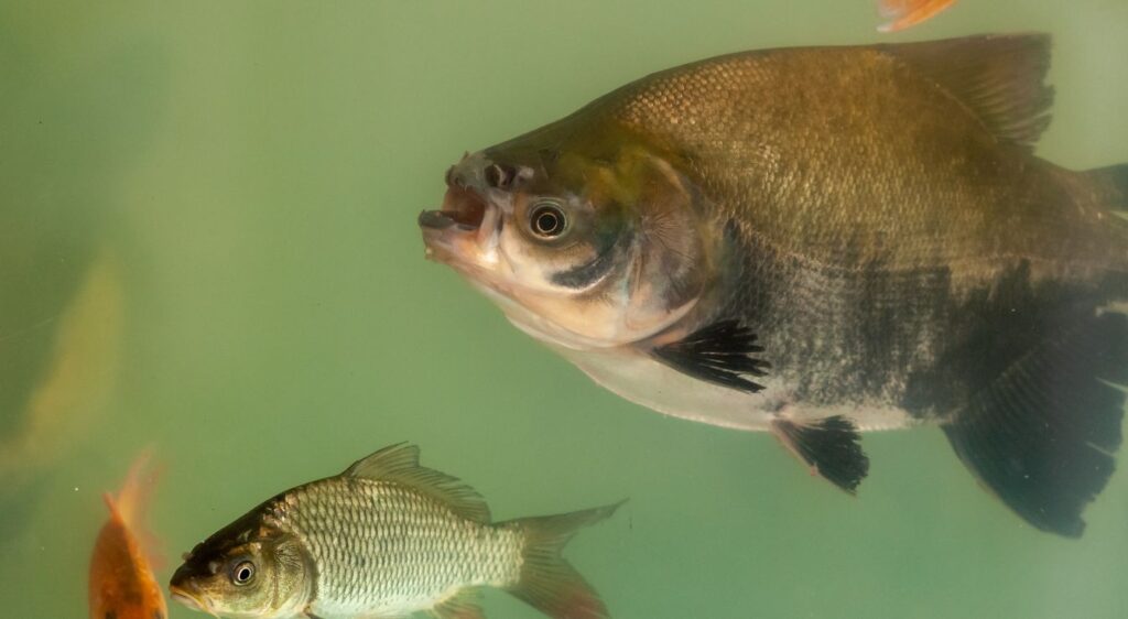 tilapias noirs