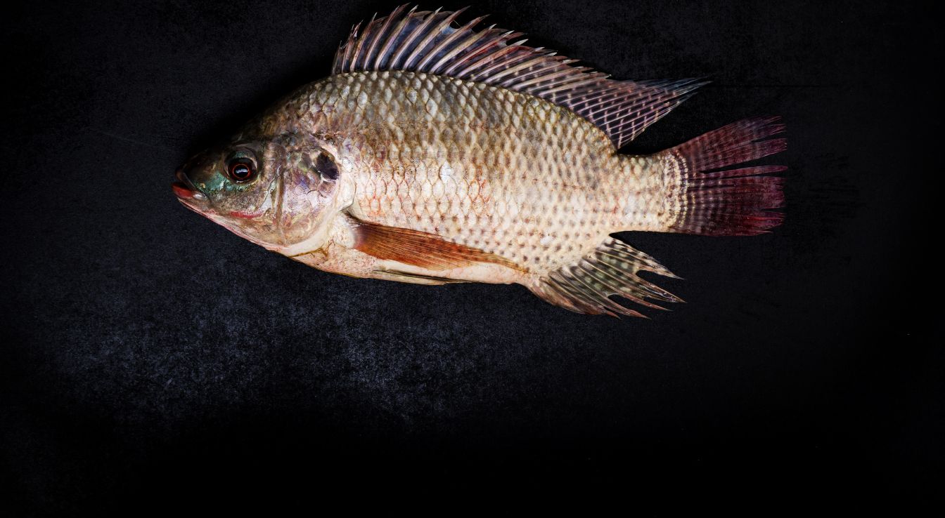 tilapias noirs