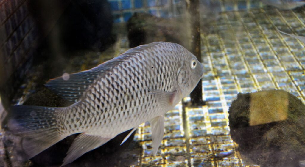 tilapias noirs