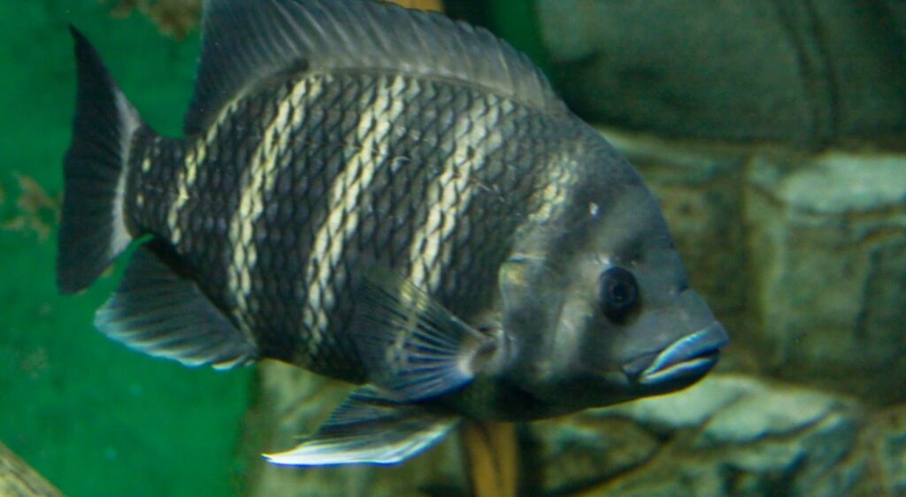tilapias noirs