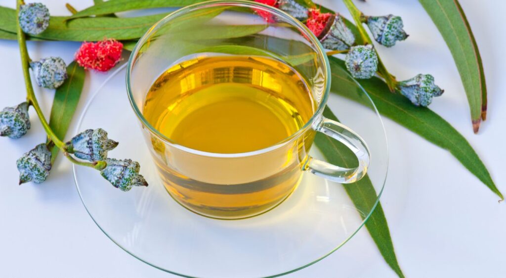 tisane d'eucalyptus