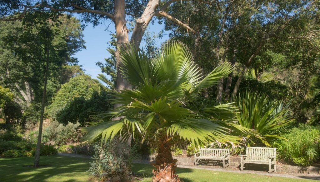 Usages de Washingtonia robusta