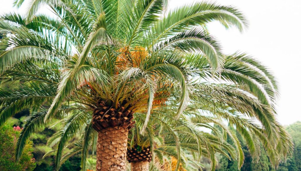 Usages du Phoenix dactylifera