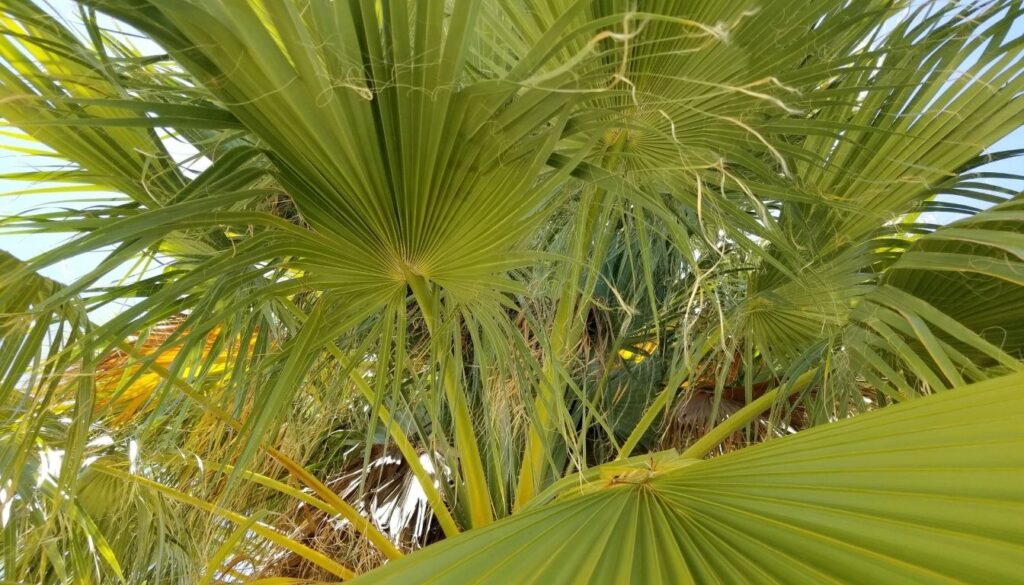 Usages du Washingtonia filifera