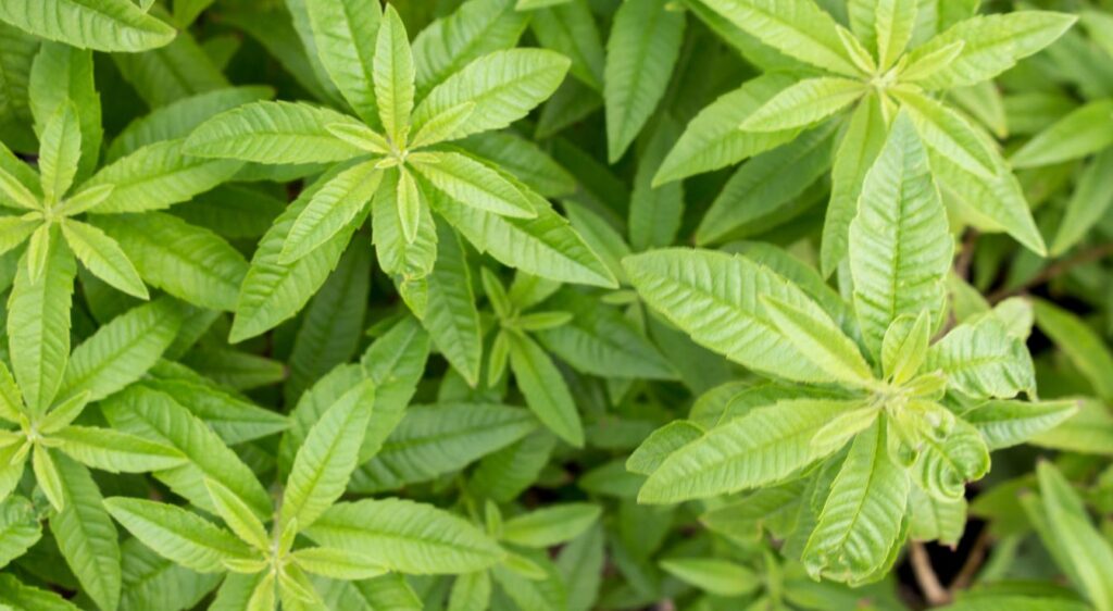 Verveine citronnelle
