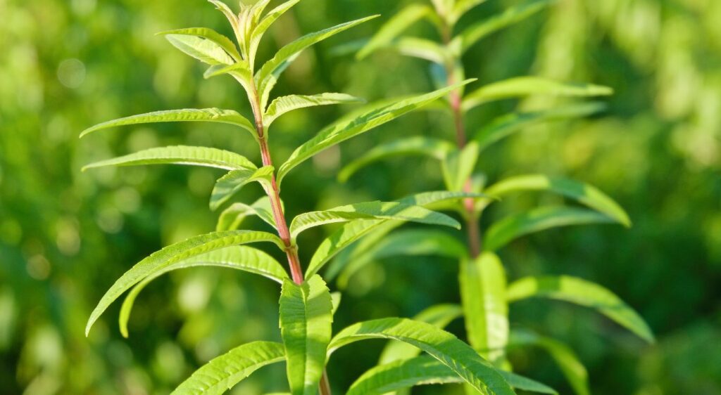 verveine citronnelle