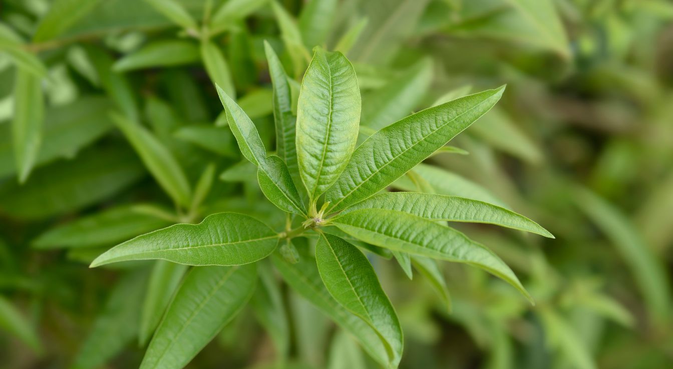 Verveine