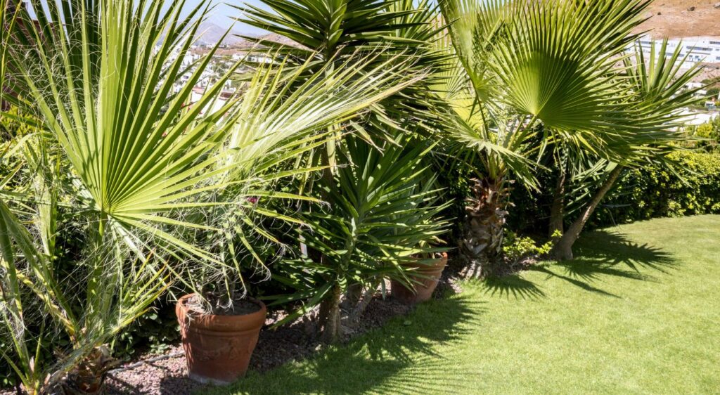 variétés de palmiers