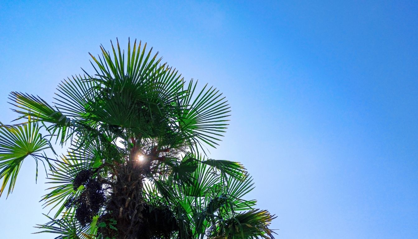 Washingtonia filifera