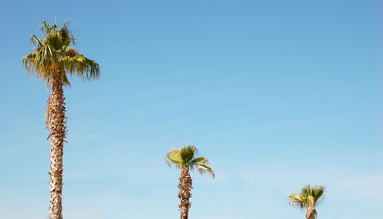 Washingtonia robusta