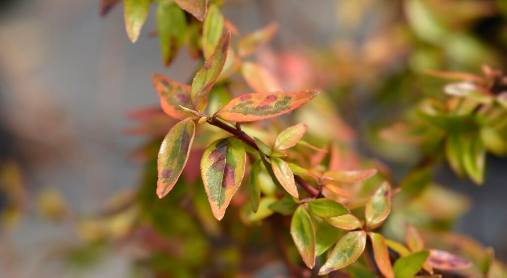 Abelia Kaleidoscopes