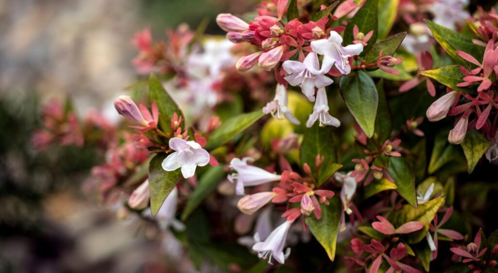 Abélia grandiflora plante