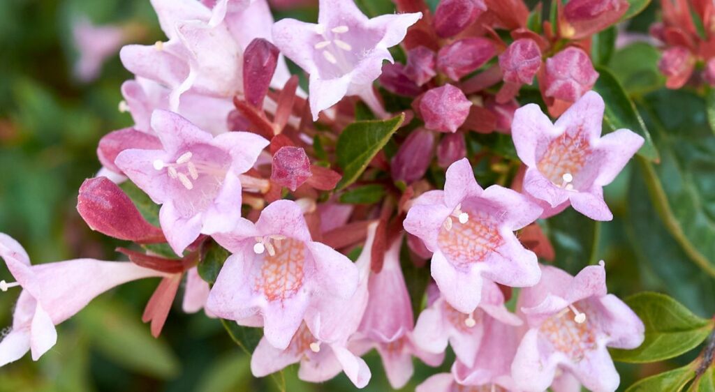Abélia grandiflora fleurs