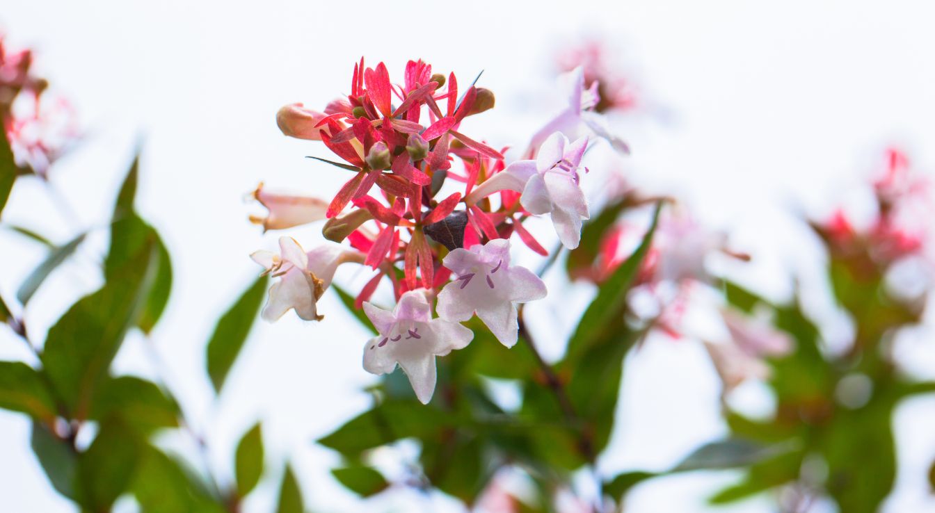 fleur Abélia grandiflora