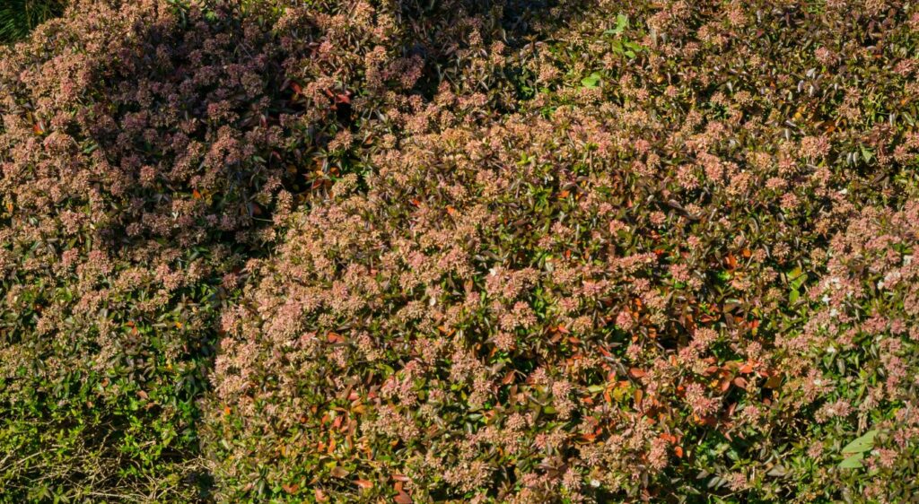 abelia abelia grandiflora