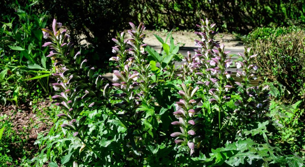 Acanthe a feuille molle