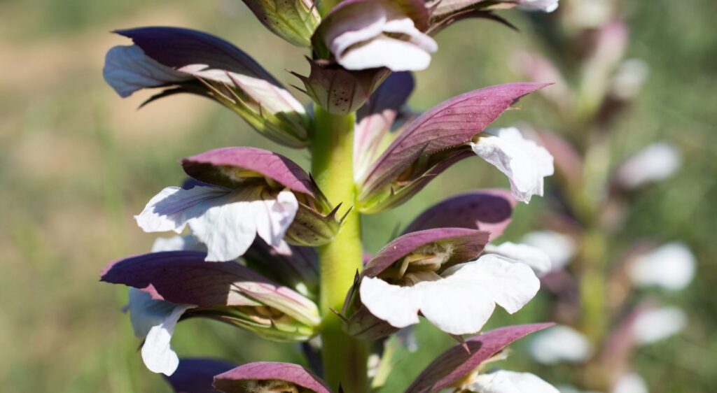 Acanthe a feuille molle fleurs