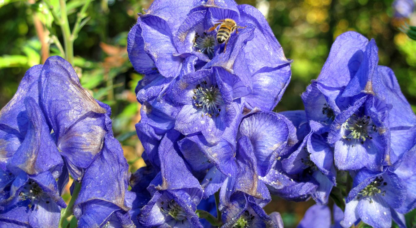 Aconitum carmichaelii