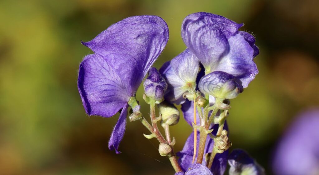 Aconitum carmichaelii fleur