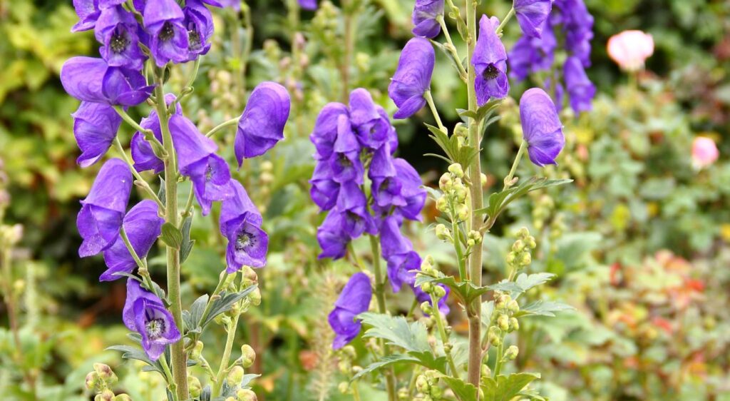 Aconitum carmichaelii plante