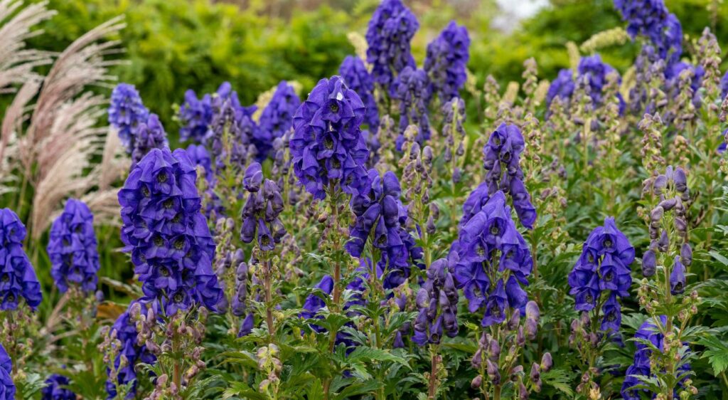 Aconitum carmichaeliis
