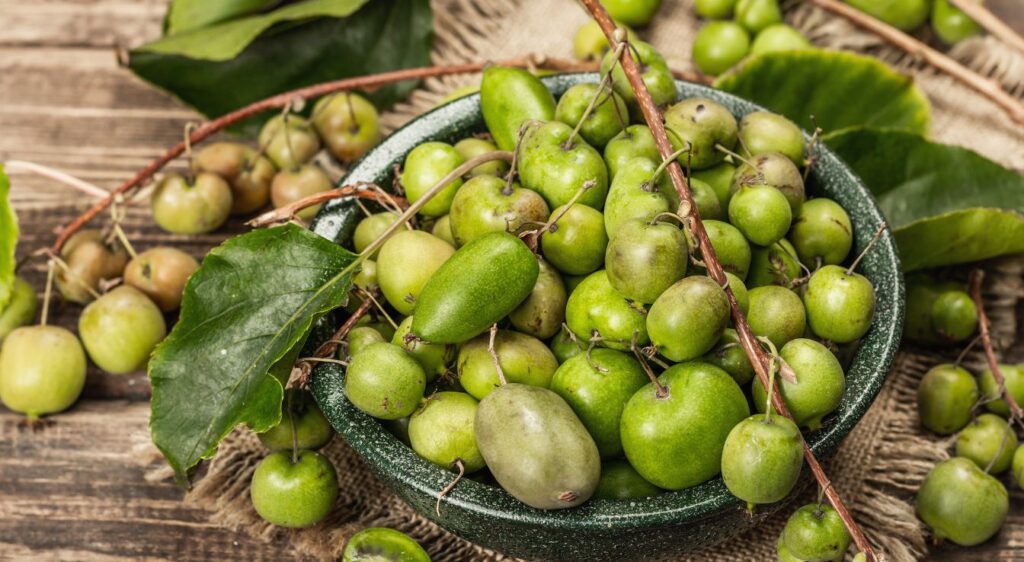 variétés actinidia arguta