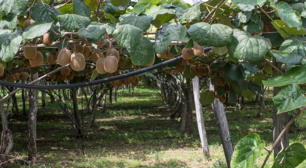 Actinidia chinensis culture