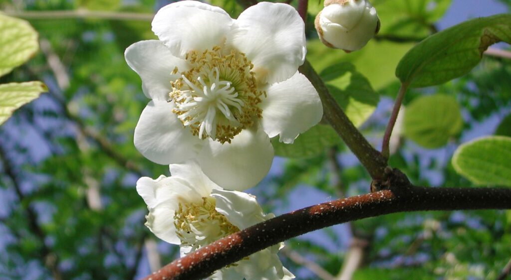 Actinidia deliciosa fleurs