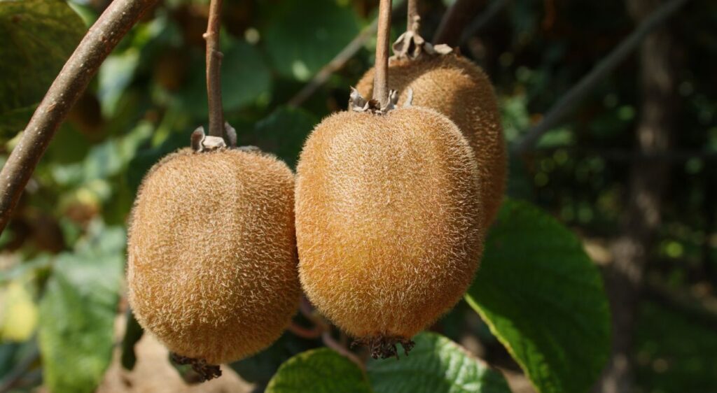 Actinidia deliciosa fruit