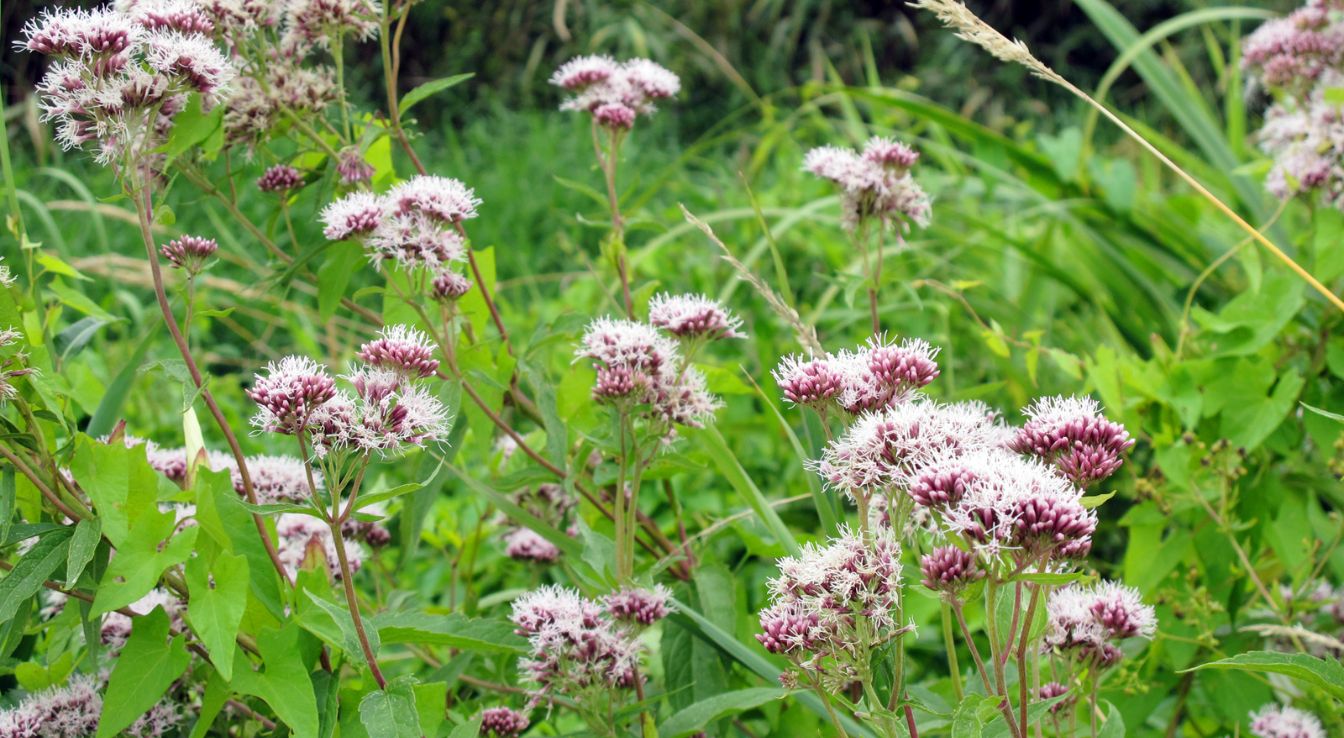 Aigremoine eupatoire