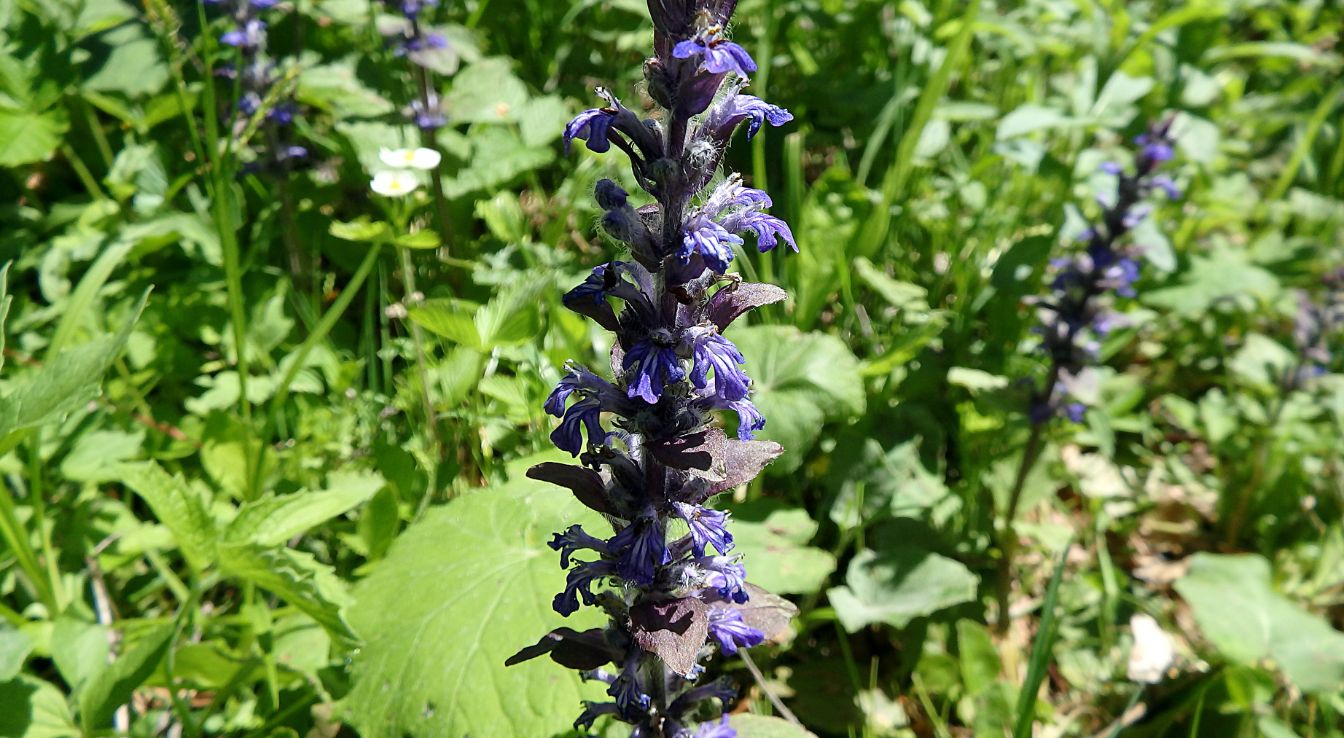 Ajuga