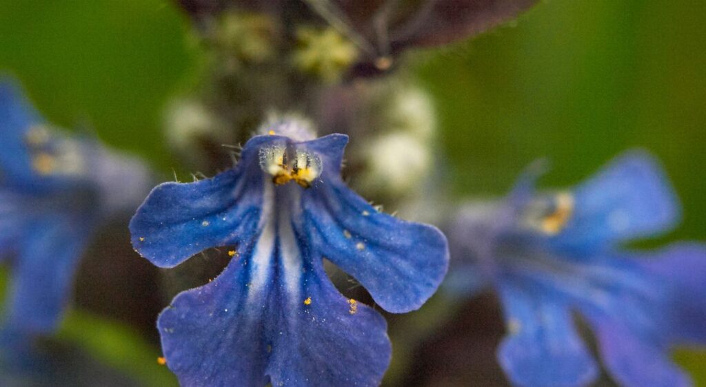 Ajuga fleur