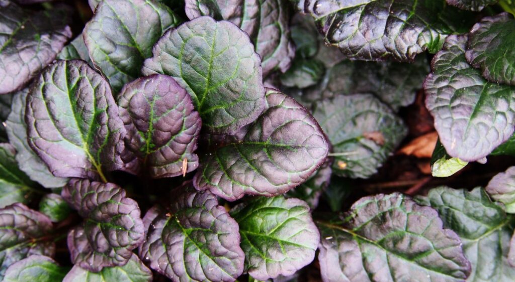 Ajuga variété