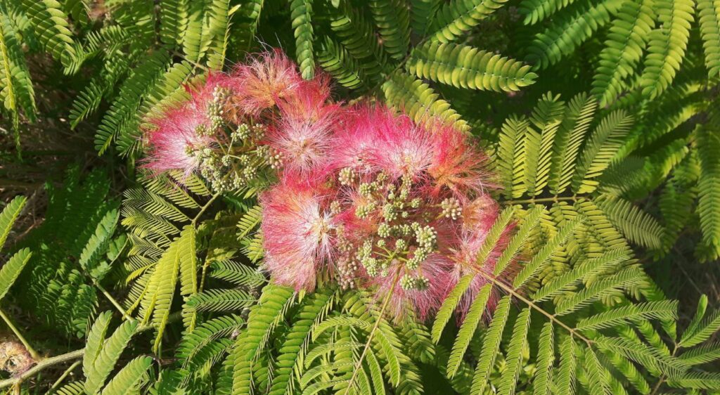 Albizia julibrissin