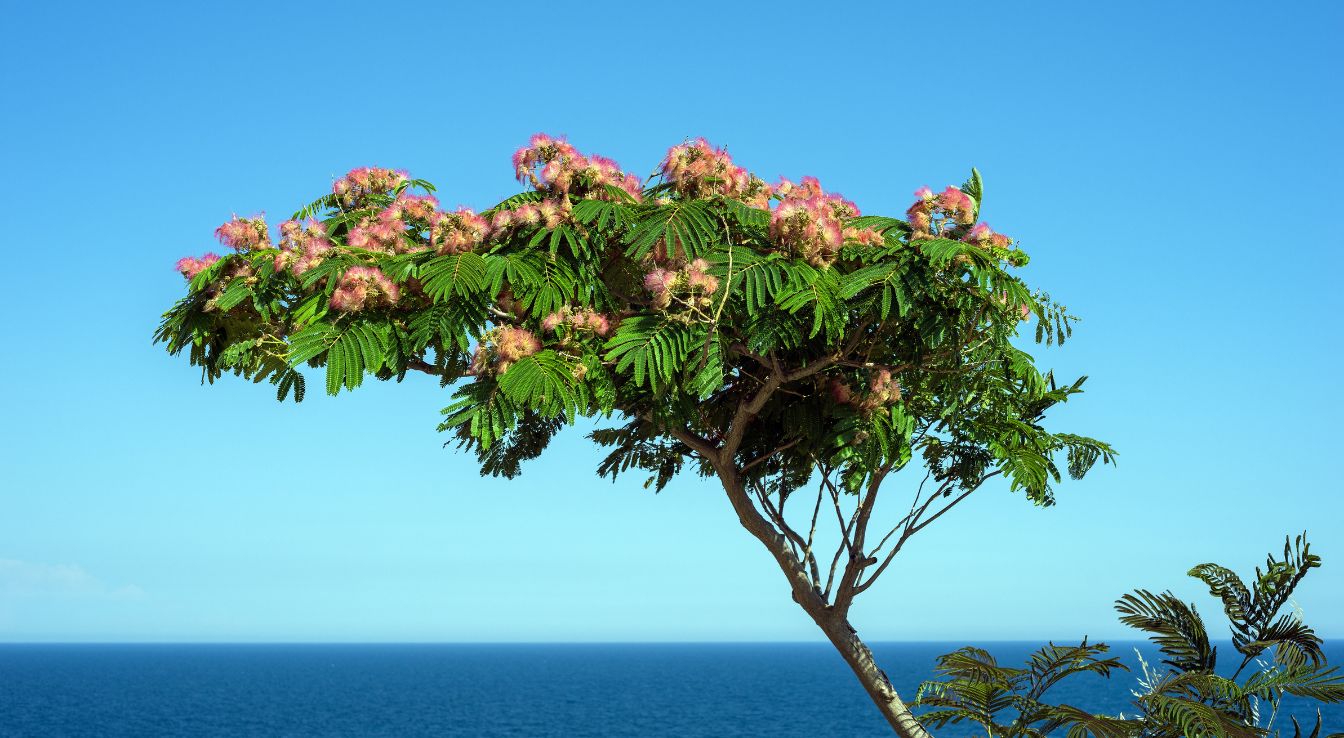 Albizia julibrissin