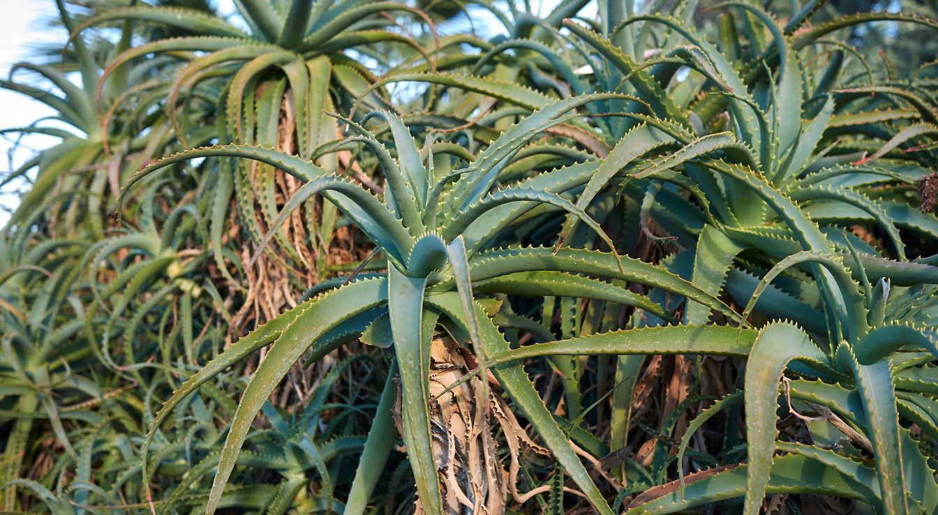 Aloe arborescens