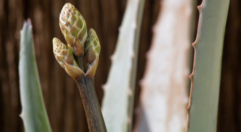 Aloe barbadensis miller